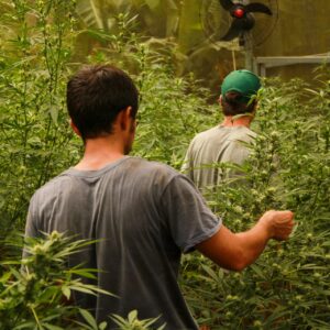 Associação Cannabis Sem Fronteiras